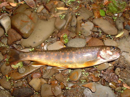 Asian Dolly Varden