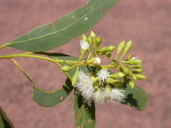 Eucalyptus persistens