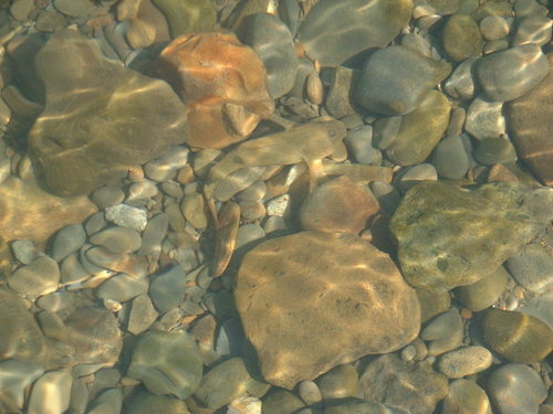 Sakhalin River Sculpin