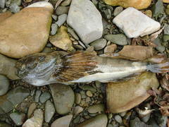 Cottus amblystomopsis