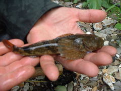 Cottus amblystomopsis