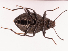 Meracantha contracta