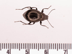 Meracantha contracta