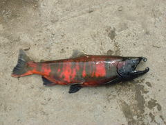 Oncorhynchus masou