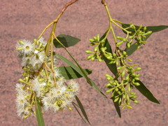 Eucalyptus persistens