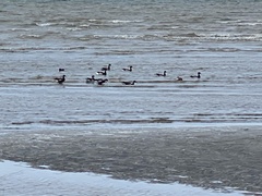 Branta bernicla