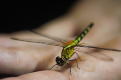Erythrodiplax unimaculata