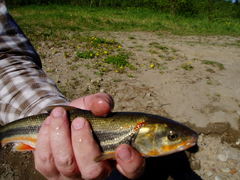 Pseudaspius brandtii