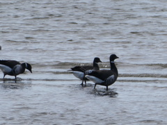 Branta bernicla