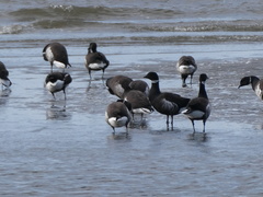 Branta bernicla