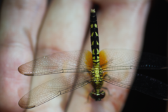 Erythrodiplax unimaculata