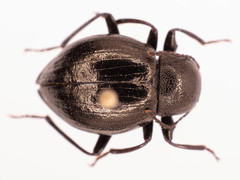 Meracantha contracta