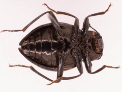 Meracantha contracta