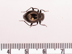 Meracantha contracta