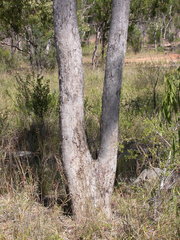 Eucalyptus persistens