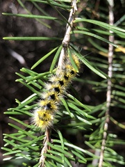 Lophocampa argentata