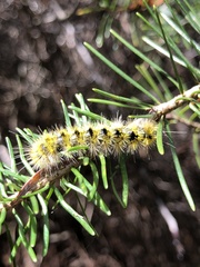 Lophocampa argentata