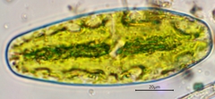 Netrium digitus