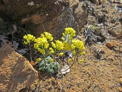 Draba zionensis