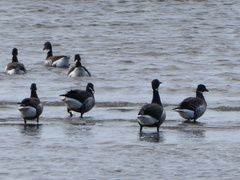 Branta bernicla