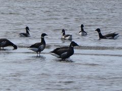 Branta bernicla