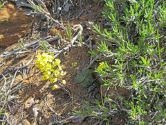Draba zionensis