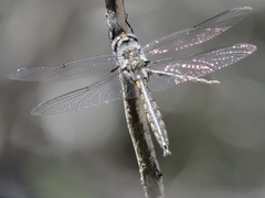 Epitheca petechialis