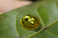 Coptocycla undecimpunctata