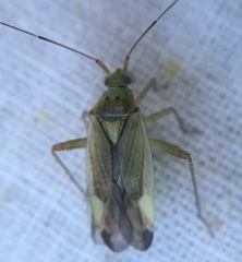 Closterotomus trivialis
