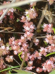 Illecebrum verticillatum