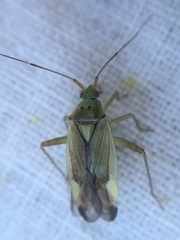 Closterotomus trivialis
