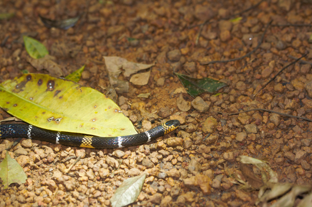 Hemprich's Coral Snake