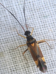Cyllecoris histrionius