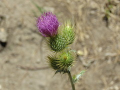 Cirsium rhaphilepis