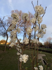 Pyrus calleryana