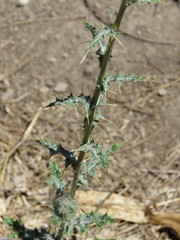 Cirsium rhaphilepis