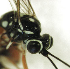 Glabridorsum stokesii