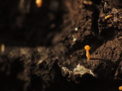 Eustilbum aureum