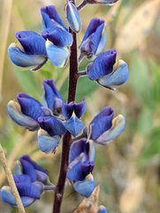 Lupinus onustus