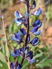 Lupinus onustus
