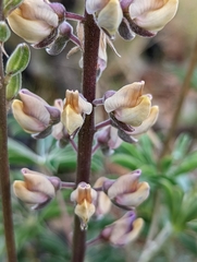 Lupinus onustus