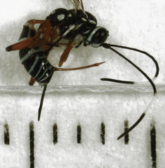 Glabridorsum stokesii