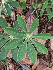 Lupinus onustus