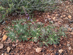 Lupinus onustus