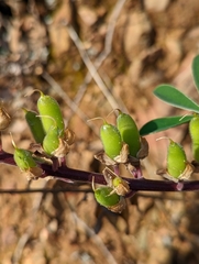 Lupinus onustus
