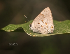 Tmolus echion echiolus