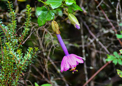 Passiflora cumbalensis