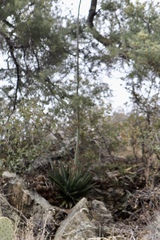 Agave mckelveyana