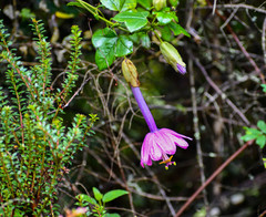 Passiflora cumbalensis