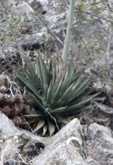 Agave mckelveyana